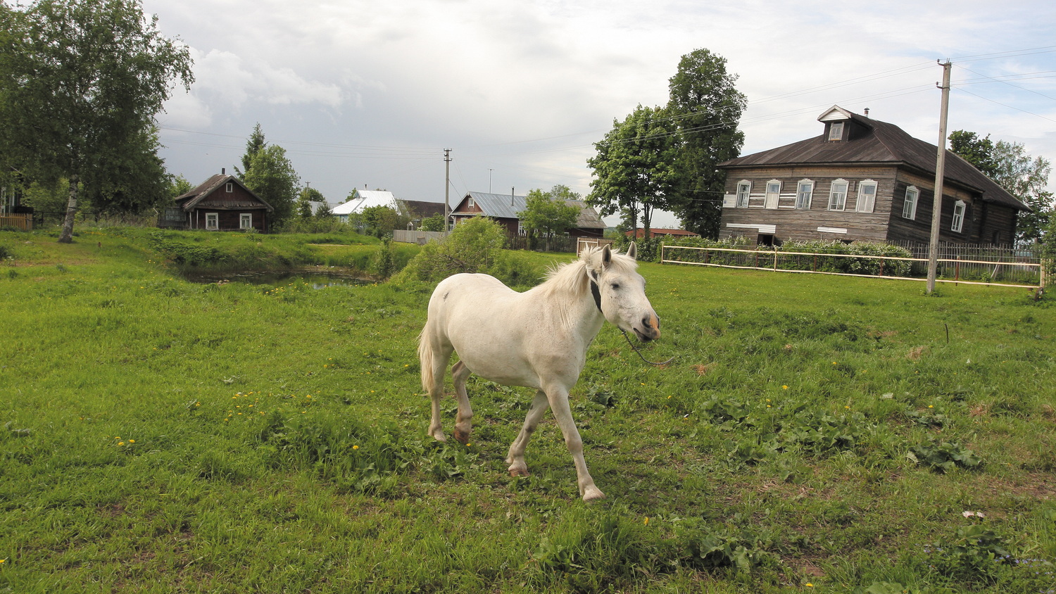 Мне лошадь встретилась… 2010. Фото: Андрей Кошелев