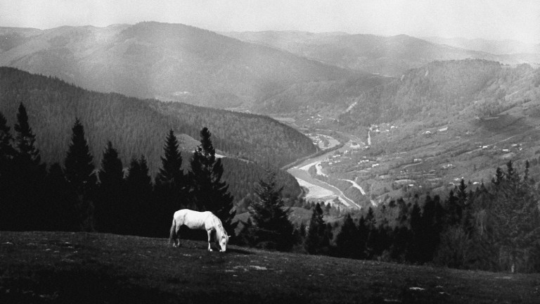 Лошадь белая в поле тёмном. 1980-е. Фото: Андрей Кошелев