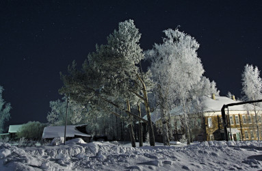 Сказанье сосен. 2017. Фото: Андрей Кошелев