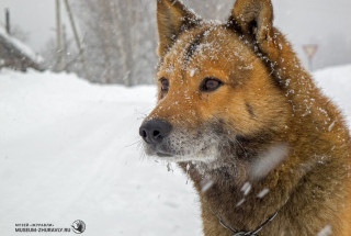 Фото: Андрей Кошелев, 2016