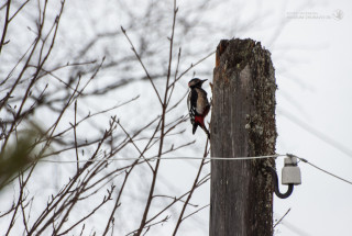 Фото: Андрей Кошелев, 2016