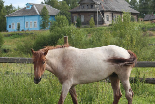 Из серии «Лето на Толшме». 2008. Фото: Андрей Кошелев