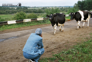 «Идут стада дремать под ивовый навес». 2003. Фото: Андрей Кошелев
